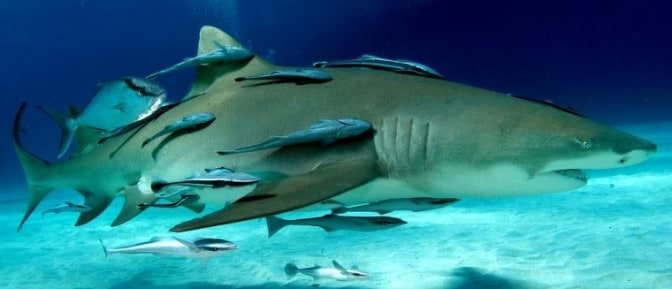 Nature Shark