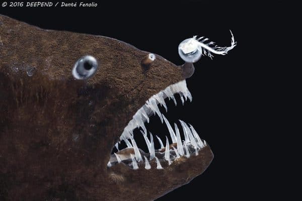 Catching Weird Mini Monsters from the Deep Sea
