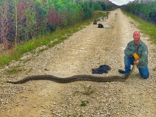 Swamp Apes Tackle Pythons in the Everglades
