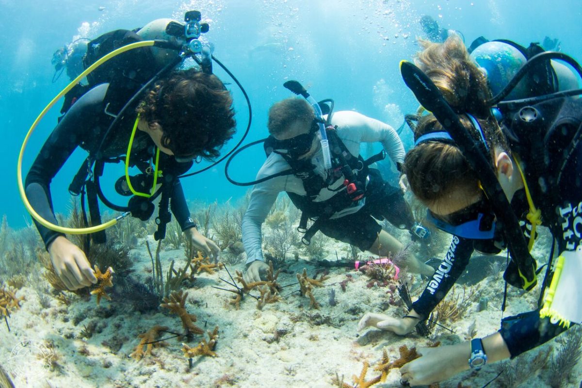 Vets and Kids Plant 500 corals in one day in the keys