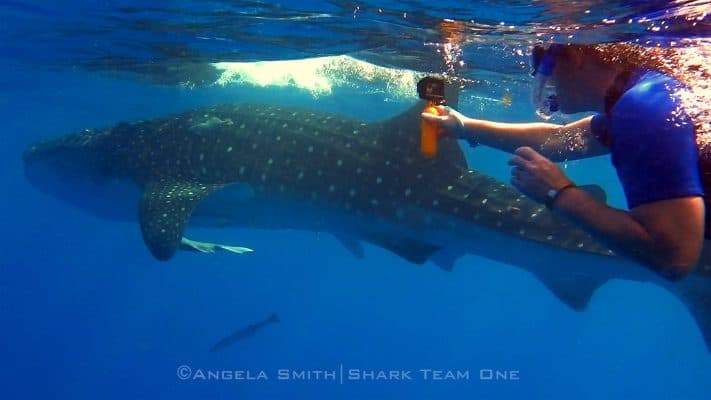 Whale sharks turtles temples highlight isla mujeres expedition